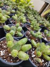 Euphorbia Obesa Monstruosa Baseball Plant