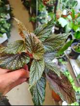 Begonia Pink Spotted Angel Wing