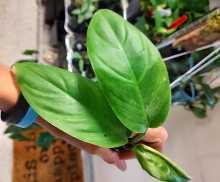 Philodendron Emerald Green Cutting