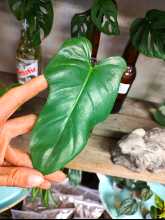 Philodendron Horsehead Cutting
