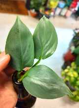 Philodendron Silver Sword Cutting Bundle
