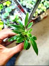 Philodendron Wend-Imbe Cutting