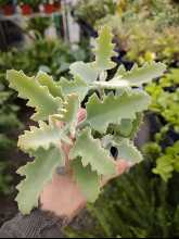 Kalanchoe Beharensis Oak Leaf