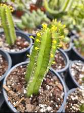 Euphorbia Fruticosa Inermis