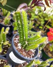 Strophocactus Testudo Dog Tail Cactus