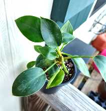 Philodendron Little Apple